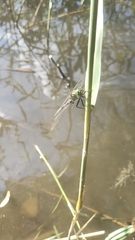 Somatochlora metallica