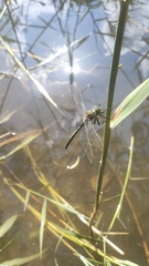 Somatochlora metallica