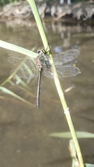 Somatochlora metallica
