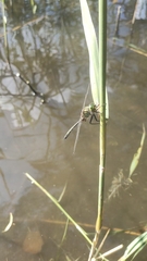 Somatochlora metallica