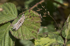 Chorthippus brunneus