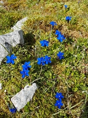 Gentiana bavarica subacaulis