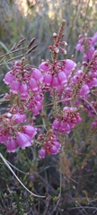 Erica axilliflora