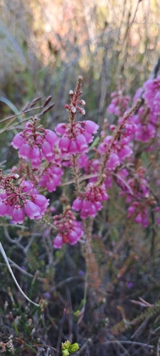 Image of Erica axilliflora by (c) Eugene Hahndiek, some rights reserved (CC BY-SA)