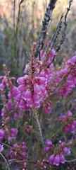 Erica axilliflora