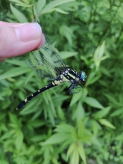 Melligomphus viridicostus