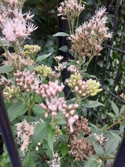 Eupatorium cannabinum