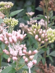 Eupatorium cannabinum