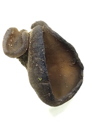 Peziza thozetii