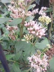 Eupatorium cannabinum