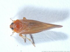 Omolicna