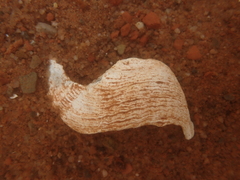 Zirfaea crispata