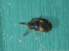 Litargus balteatus