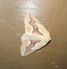 Sabulodes edwardsata