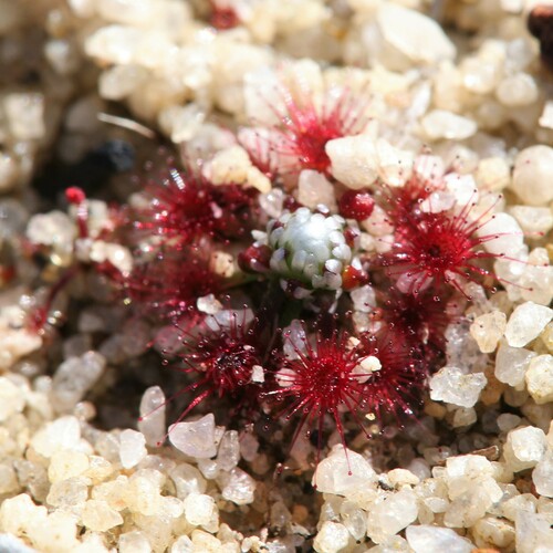 Image of Drosera pycnoblasta by (c) Hugo Innes, some rights reserved (CC BY)