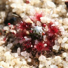 Drosera pycnoblasta
