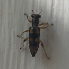 Phyllobaenus pallipennis