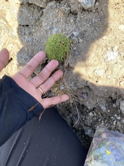 Festuca brachyphylla