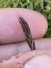 Festuca brachyphylla