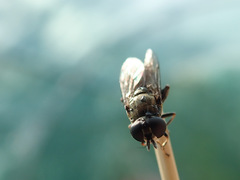 Eumerus funeralis