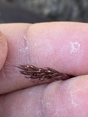 Festuca brachyphylla