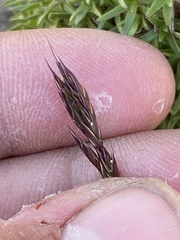 Festuca brachyphylla