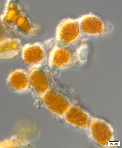 Trentepohlia nuotrauka