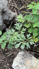 Pulsatilla ambigua