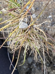 Festuca brachyphylla