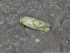 Platphalonidia magdalenae