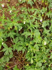 Geranium wilfordii