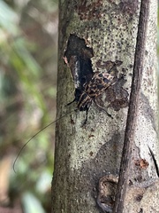 Apolecta maculata