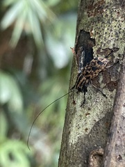 Apolecta maculata