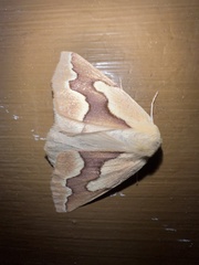 Sabulodes edwardsata