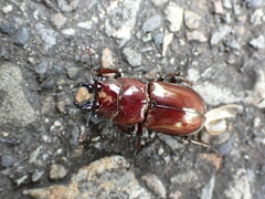 Prismognathus formosanus