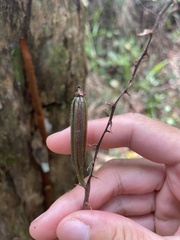 Plocoglottis