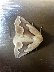 Sabulodes edwardsata