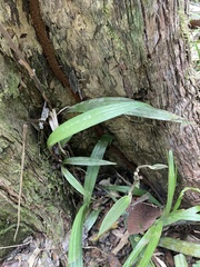 Plocoglottis
