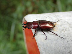 Prismognathus formosanus