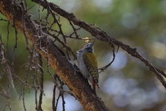 Chloropicus spodocephalus