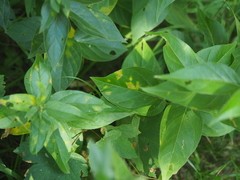 Cronartium flaccidum