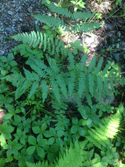 Pteridium aquilinum champlainense