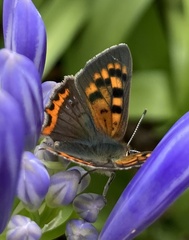 Lycaena phlaeas phlaeoides