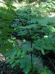 Pteridium aquilinum champlainense
