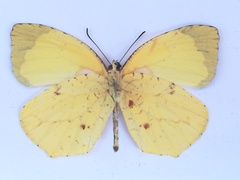 Abaeis xantochlora