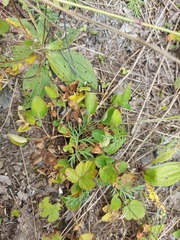 Plantago depressa