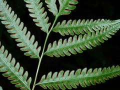 Pteris altissima