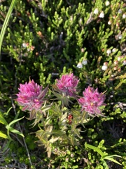 Castilleja parviflora parviflora