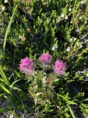Castilleja parviflora parviflora