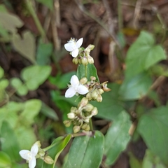 Tripogandra serrulata